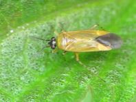 Plagiognathus arbustorum