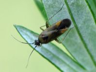 Plagiognathus arbustorum