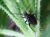 Polymerus nigrita