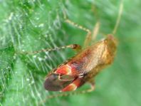 Psallus sp.