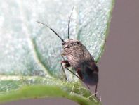 Psallus sp.