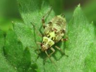 Rhabdomiris striatellus, Eichen-Schmuckwanze, Larve