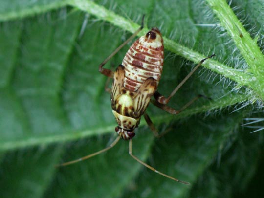 Rhabdomiris striatellus, Eichen-Schmuckwanze, Lareve