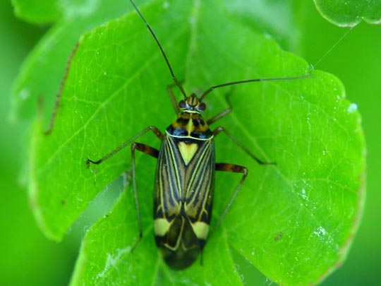 Rhabdomiris striatellus, Eichen-Schmuckwanze