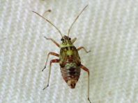 Rhabdomiris striatellus, Eichen-Schmuckwanze, Larve