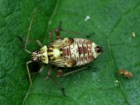 Rhabdomiris striatellus, Eichen-Schmuckwanze, Larve
