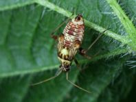 Rhabdomiris striatellus, Eichen-Schmuckwanze, Larve