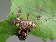Rhabdomiris striatellus, Eichen-Schmuckwanze
