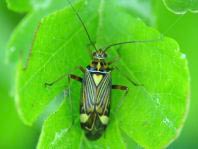 Rhabdomiris striatellus, Eichen-Schmuckwanze
