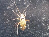 Rhabdomiris striatellus, Eichen-Schmuckwanze