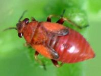 Salicarus roseri