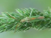 Stenodema laevigata