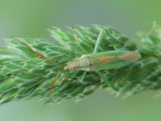 Stenodema laevigata