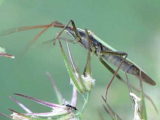 Stenodema calcarata, Rotbeinige Graswanze