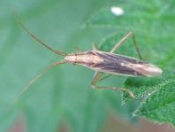 Stenodema laevigata