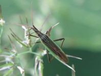 Stenodema calcarata, Rotbeinige Graswanze