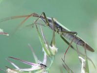 Stenodema calcarata, Rotbeinige Graswanze