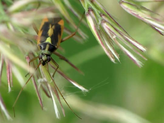 Stenotus binotatus