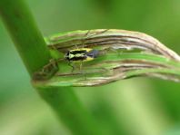 Stenotus binotatus