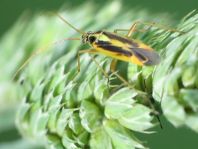 Stenotus binotatus