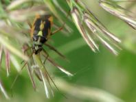 Stenotus binotatus