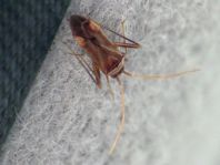 Weichwanzen, Miridae