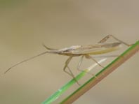 Weichwanzen, Miridae
