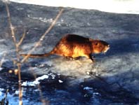 Nutria, Sumpfbiber