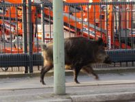 Wildschwein