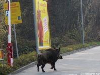 Wildschwein