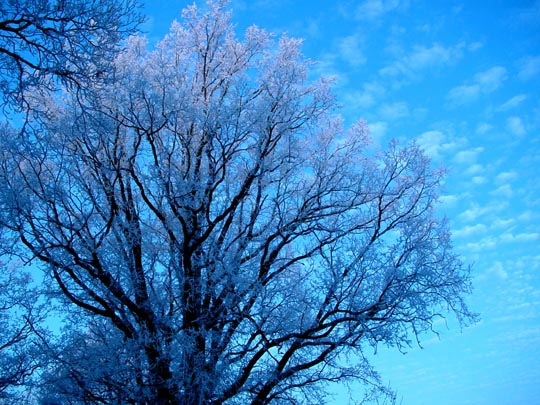 Winter 2007
