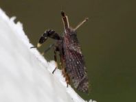 Asiraca clavicornis, Schaufel-Spornzikade