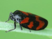 Cercopis vulnerata