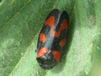 Cercopis vulnerata