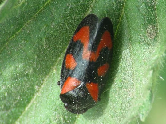 Cercopis vulnerata, Gemeine Blutzikade