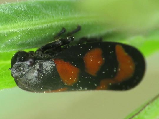 Cercopis vulnerata, Gemeine Blutzikade