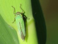 Binsenschmuckzikade, Grüne Zwergzikade, Cicadella viridis