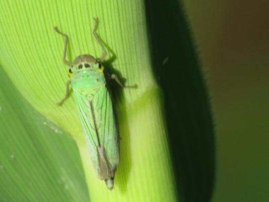 Binsenschmuckzikade, Grüne Zwergzikade, Cicadella viridis