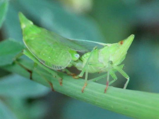 Dictyophara europaea, Europäischer Laternenträger