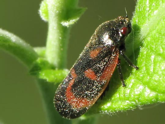 Haematoloma dorsata, Kiefernblutzikade