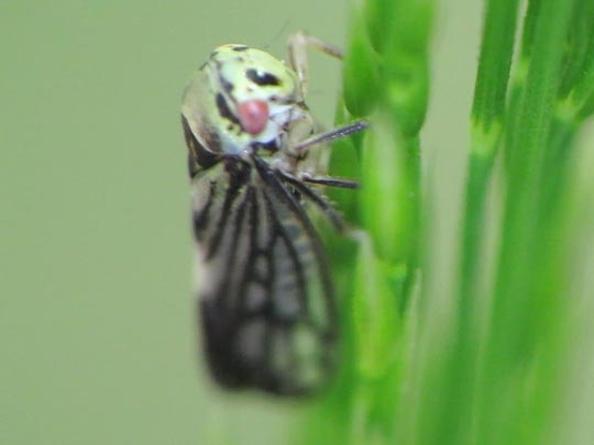 Zikade