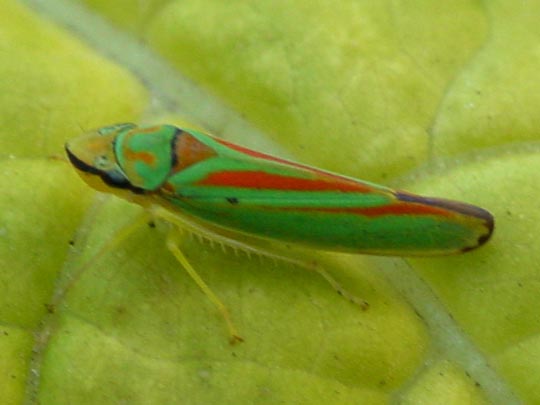 Rhododendronzikade, Graphocephala fennahi