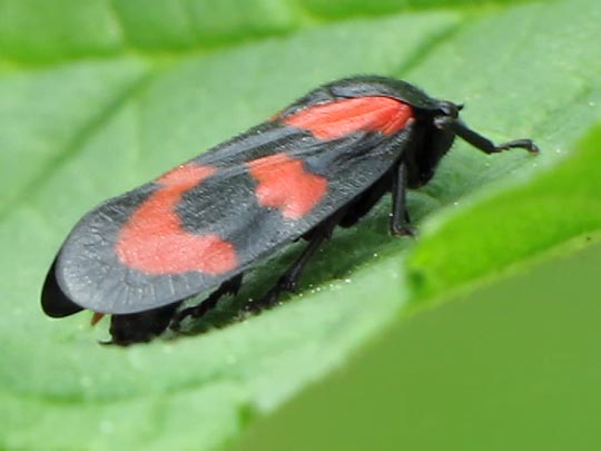 Cercopis vulnerata, Gemeine Blutzikade
