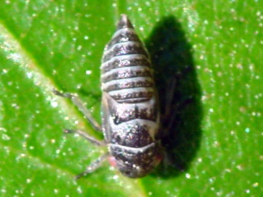Zikadenlarve