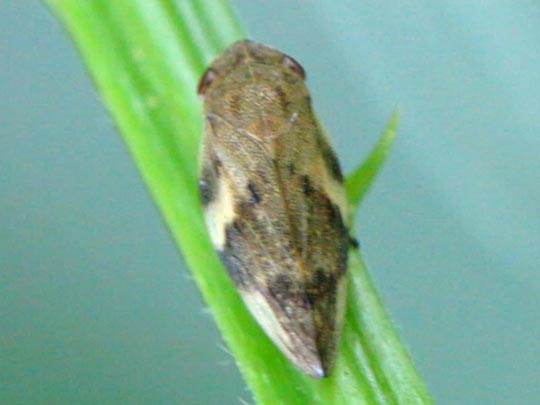 Zikade