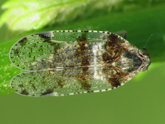 Zikade