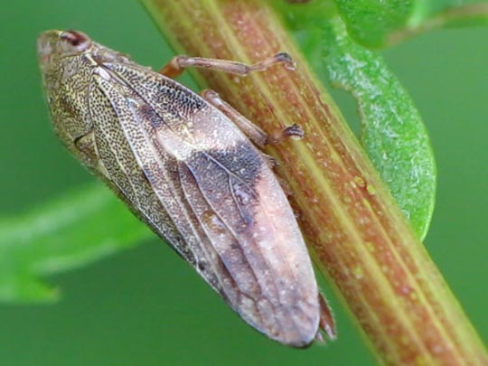 Zikade