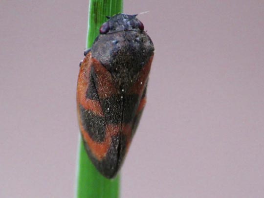 Haematoloma dorsata, Kiefernblutzikade