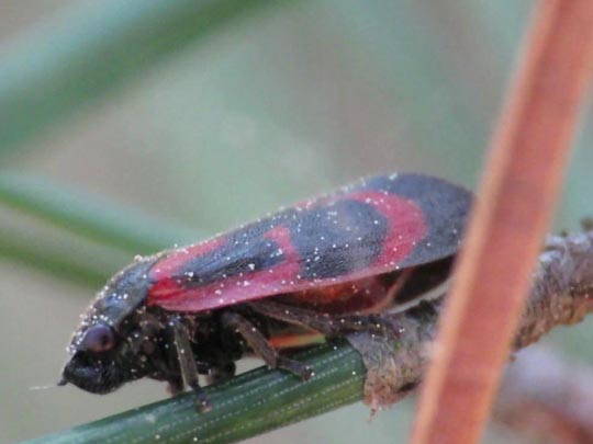 Haematoloma dorsata, Kiefernblutzikade