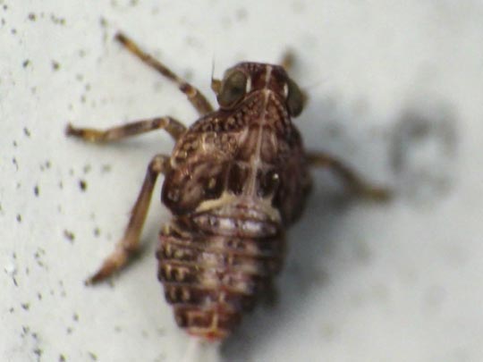 Käferzikade, Issus sp.